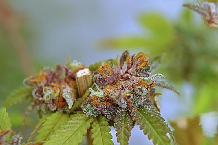 🍓 Strawberries & Cola🥤. Week 12 - Allmost four weeks constant light and she is finally transitioning back to VEG:)