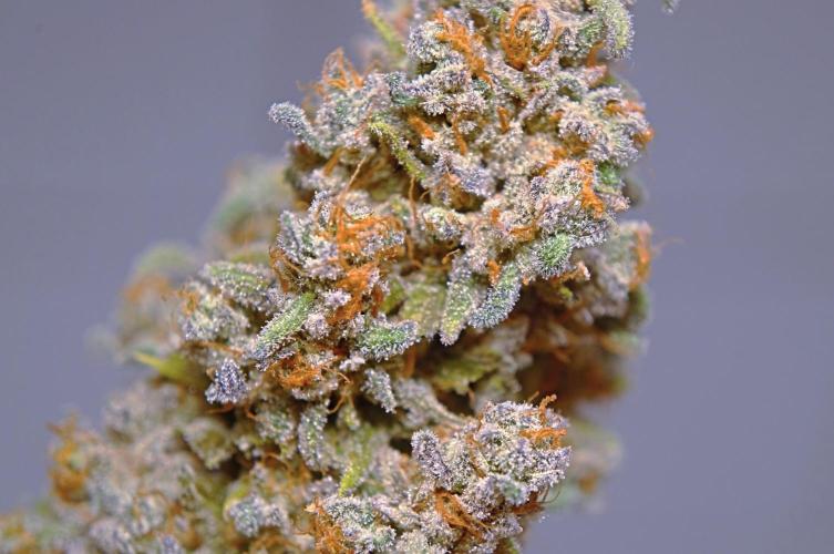Monster Maker. Week 15