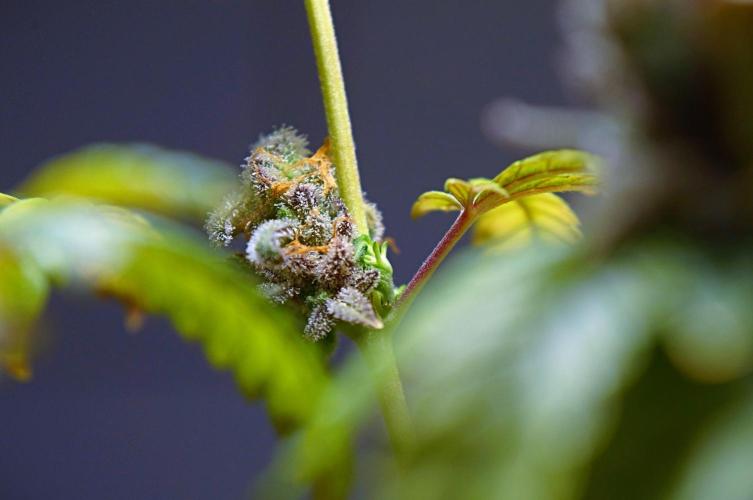 Making Monster(s)👹💞🗿. Week 15 - Two weeks constant light and she is finally going back to VEG! :)