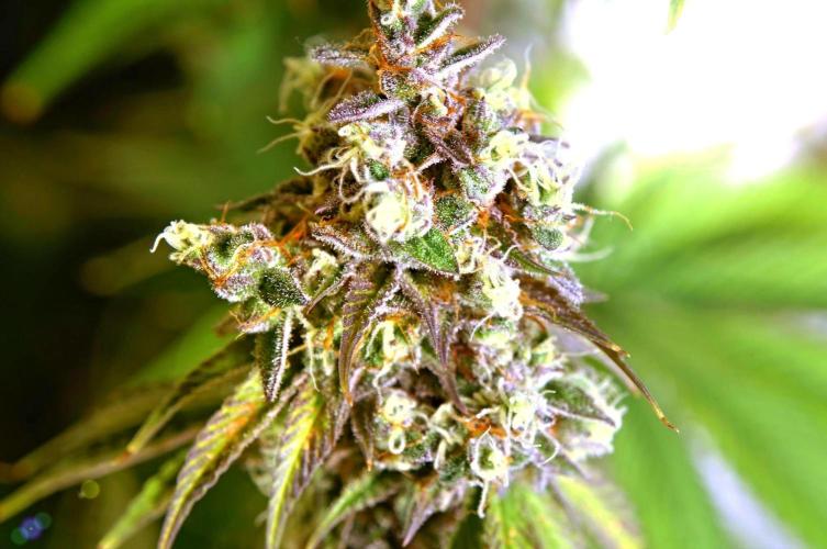 Gorilla Girl. Week 13