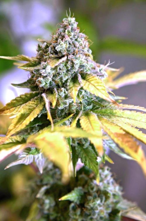 San Fernando Lemon Kush®. Week 14