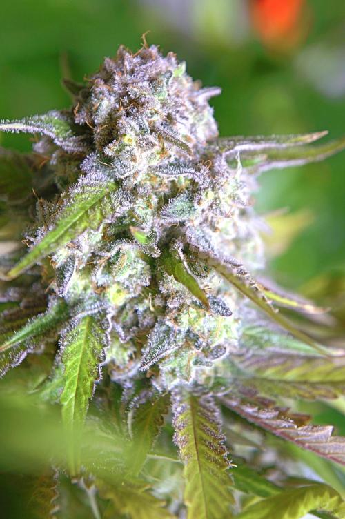 Future #1 . Week 14