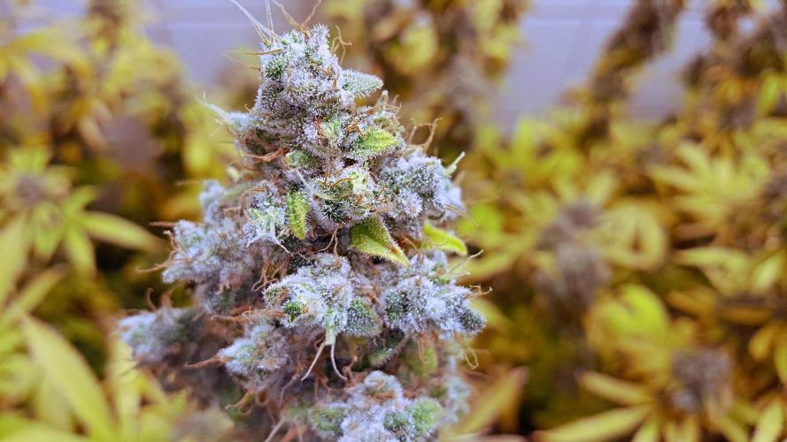 Face Off OG x Chocolate Diesel. Week 22