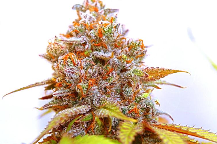 Strawberry Cola Sherbet F1 Fast Version. Week 12
