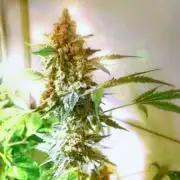 Purple Punch OG. Week 13