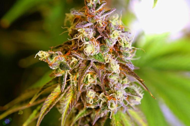 Gorilla Girl. Week 13