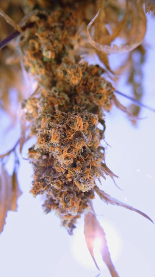 CBD Blue Shark. Week 18