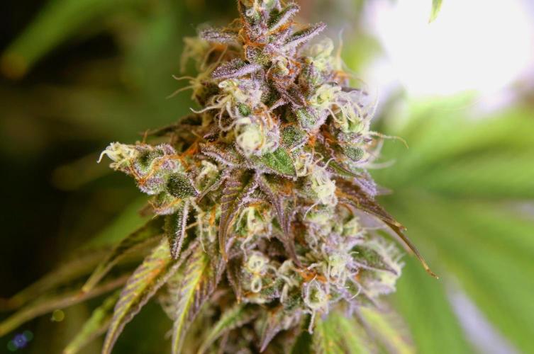 Gorilla Girl. Week 13