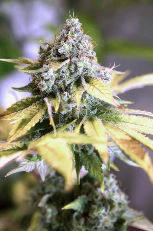 San Fernando Lemon Kush®. Week 14
