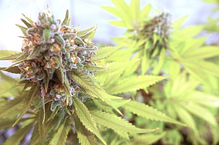 Monster Maker. Week 15
