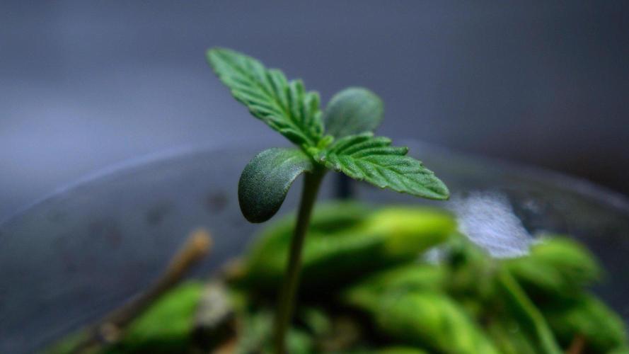 CBD Blue Shark🍌🤬⚧🏴‍☠️. Week 1
