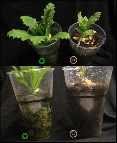 Monster Maker. Week 9