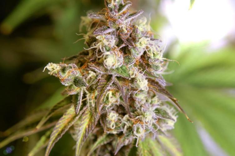 Gorilla Girl. Week 4