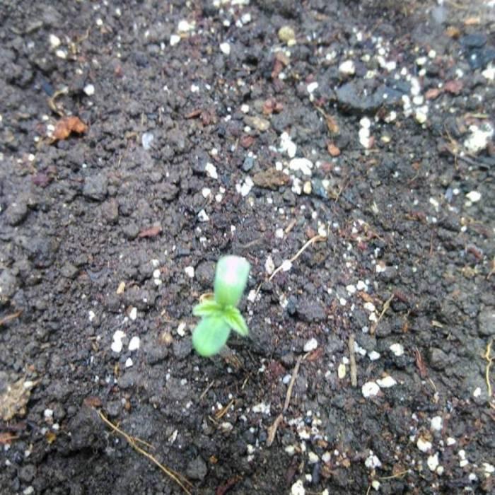 Royal Dwarf (PC's case). Week 1