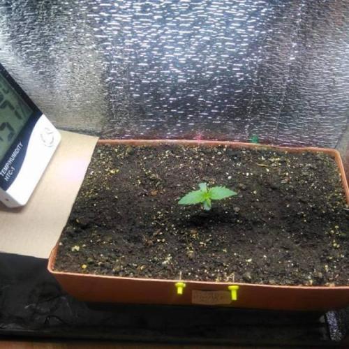 Royal Dwarf (PC's case). Week 2