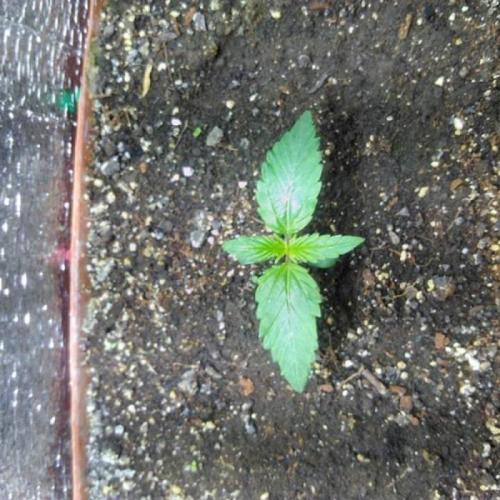 Royal Dwarf (PC's case). Week 2