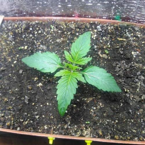 Royal Dwarf (PC's case). Week 2