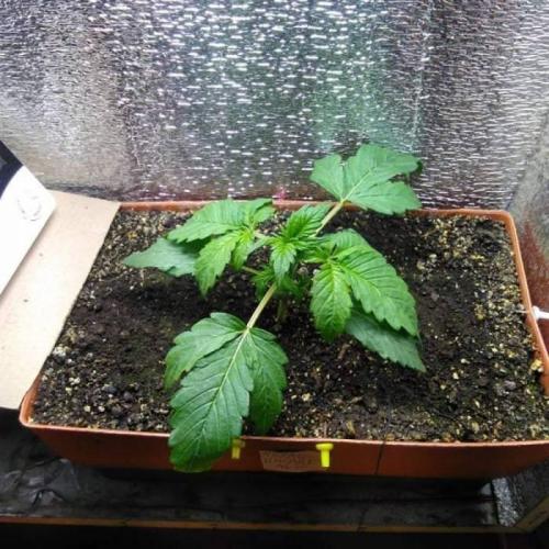 Royal Dwarf (PC's case). Week 3