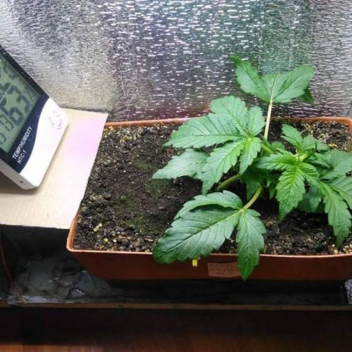 Royal Dwarf (PC's case). Week 3