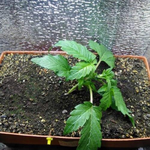 Royal Dwarf (PC's case). Week 3