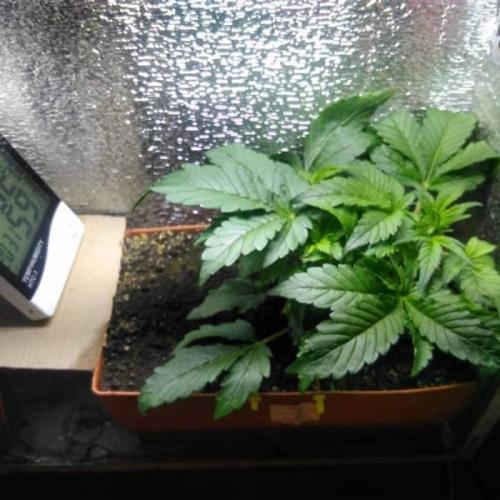 Royal Dwarf (PC's case). Week 4