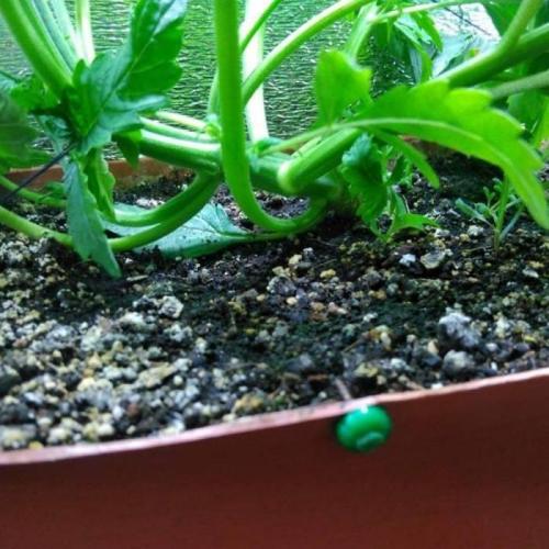 Royal Dwarf (PC's case). Week 4