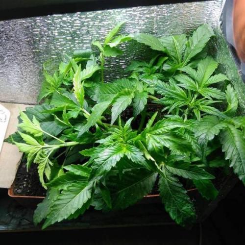 Royal Dwarf (PC's case). Week 4