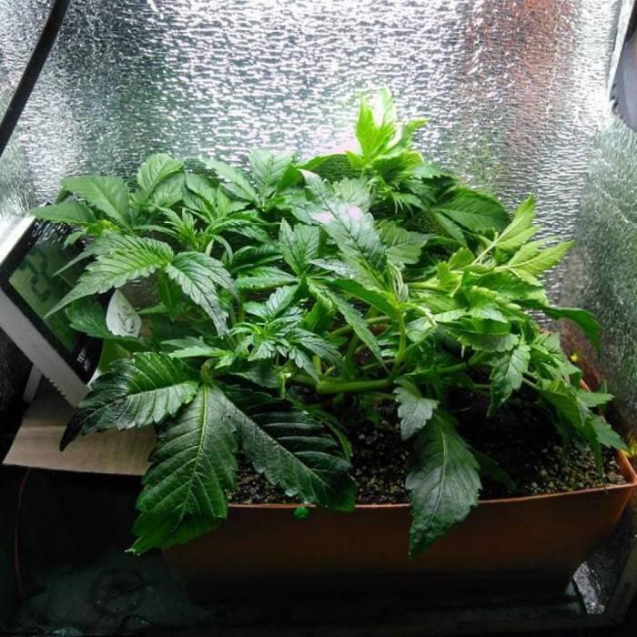 Royal Dwarf (PC's case). Week 5