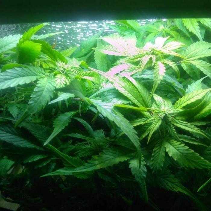 Royal Dwarf (PC's case). Week 6