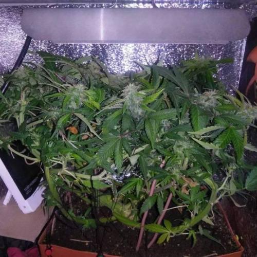 Royal Dwarf (PC's case). Week 7