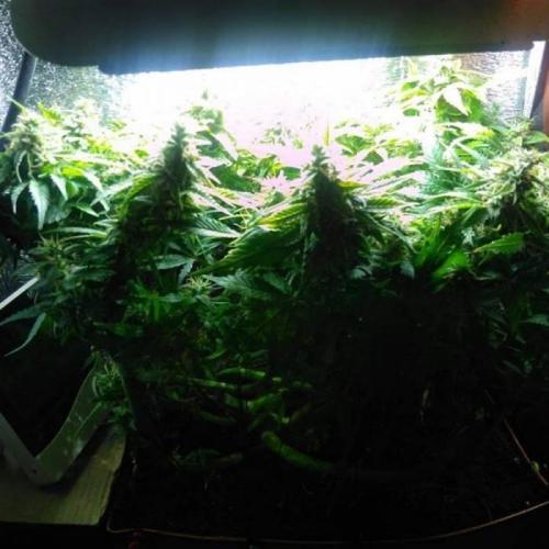 Royal Dwarf (PC's case). Week 7