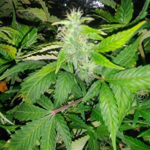 Royal Dwarf (PC's case). Week 7