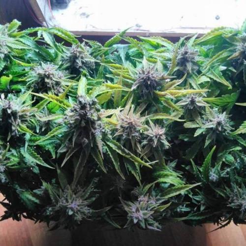 Royal Dwarf (PC's case). Week 8