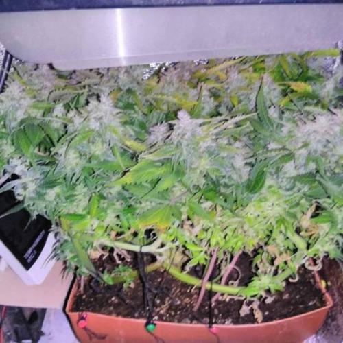 Royal Dwarf (PC's case). Week 8