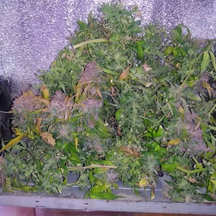 Royal Dwarf (PC's case). Week 9