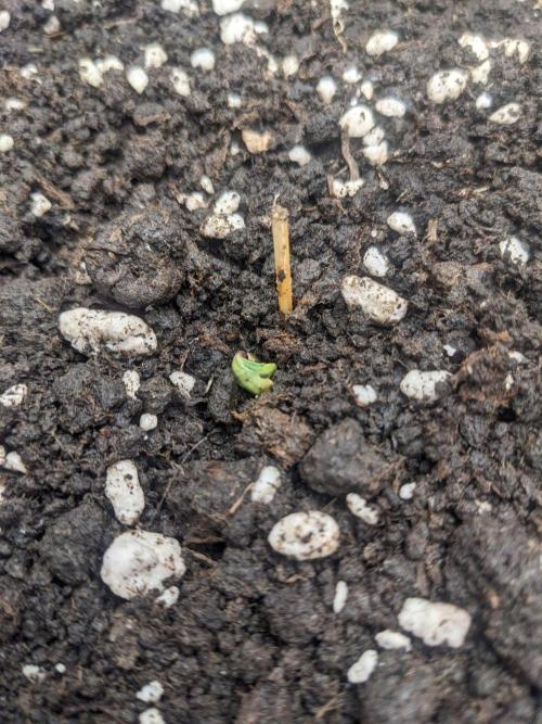 Stress Killer Automatic CBD. Week 0