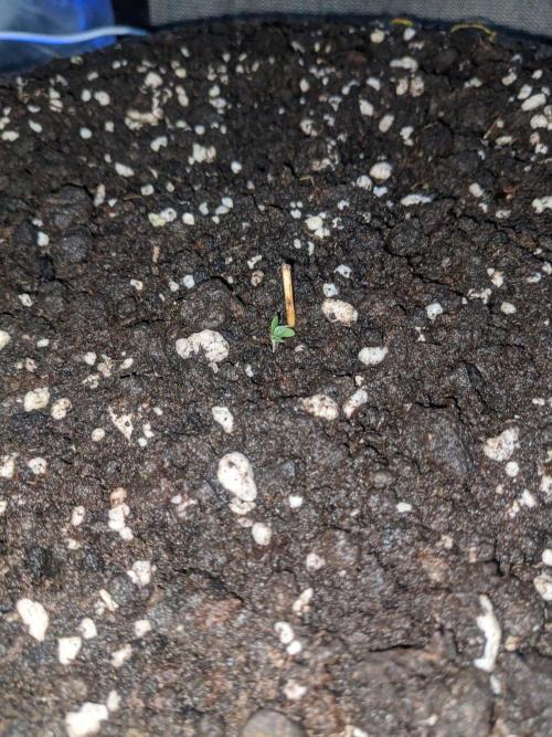 Stress Killer Automatic CBD. Week 0