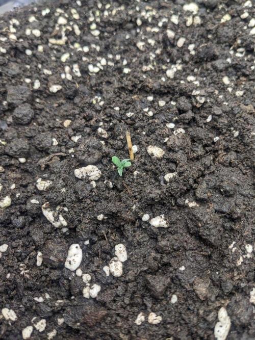 Stress Killer Automatic CBD. Week 1