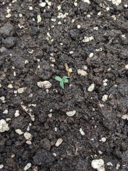 Stress Killer Automatic CBD. Week 1