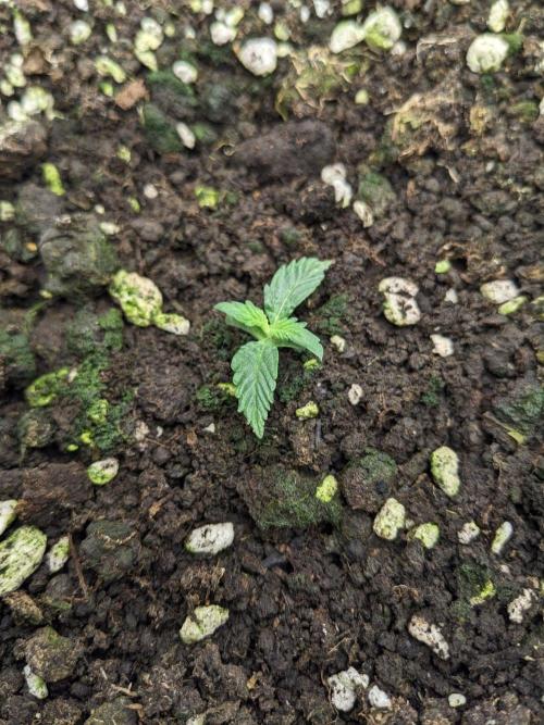 Stress Killer Automatic CBD. Week 2