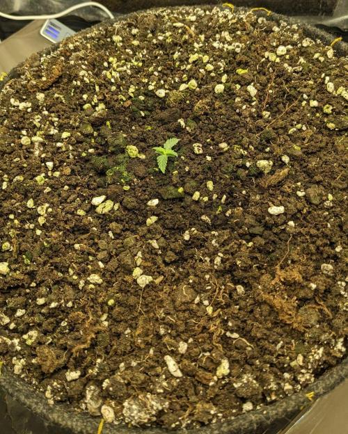 Stress Killer Automatic CBD. Week 2