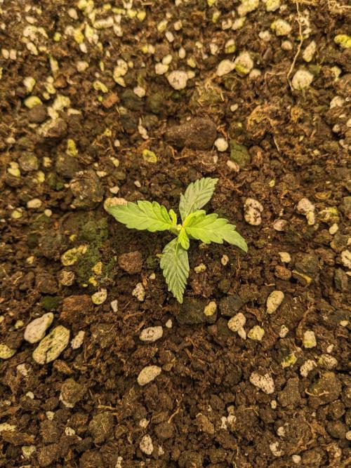 Stress Killer Auto CBD. Week 2