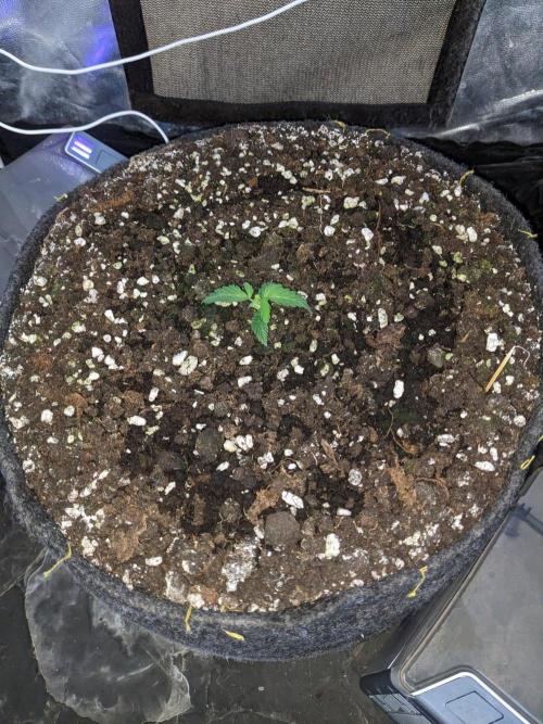 Stress Killer Automatic CBD. Week 3