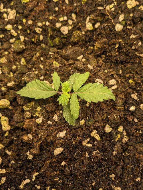 Stress Killer Automatic CBD. Week 3