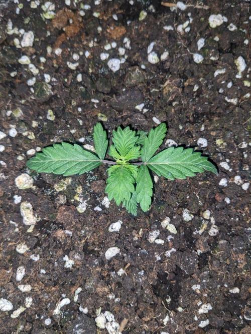 Stress Killer Automatic CBD. Week 3