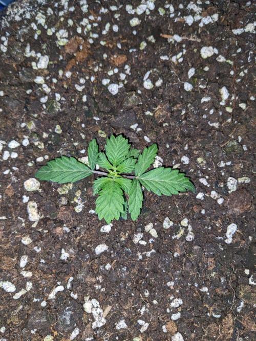 Stress Killer Automatic CBD. Week 3