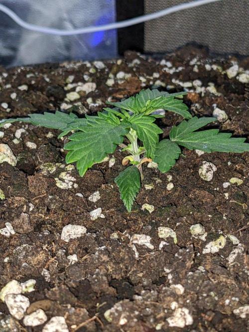 Stress Killer Automatic CBD. Week 3