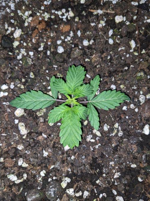 Stress Killer Automatic CBD. Week 3
