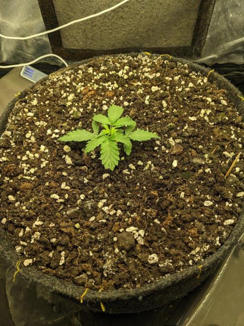 Stress Killer Auto CBD. Week 4