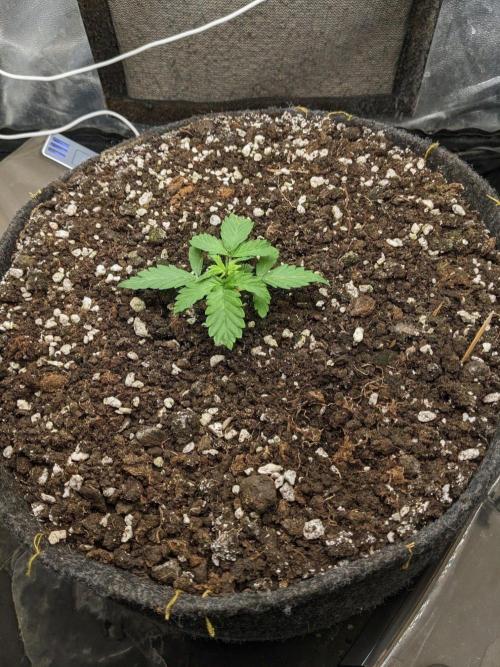 Stress Killer Automatic CBD. Week 4